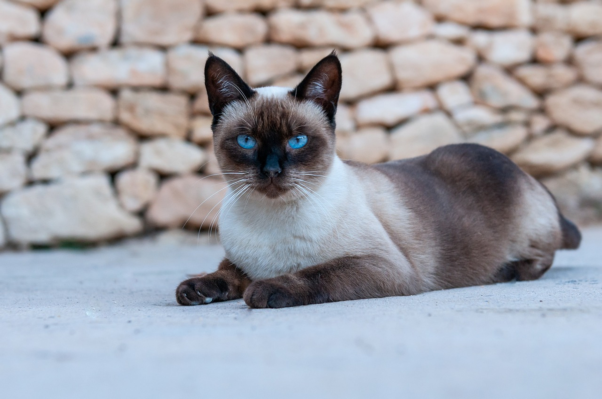 chat les plus adorées