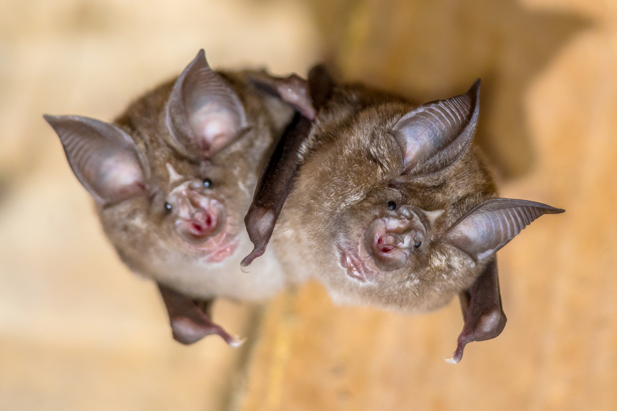 créatures avec plus grands yeux