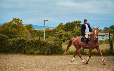 cavalier amateur